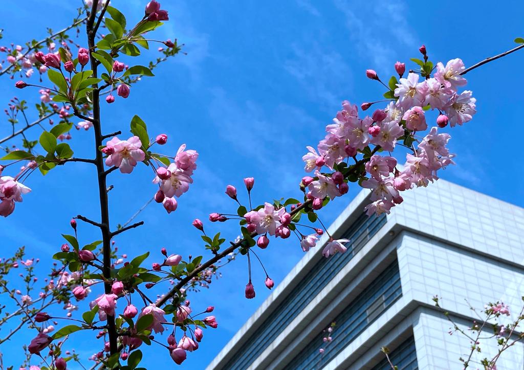 湖北工业大学春花浪漫